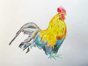 rooster2