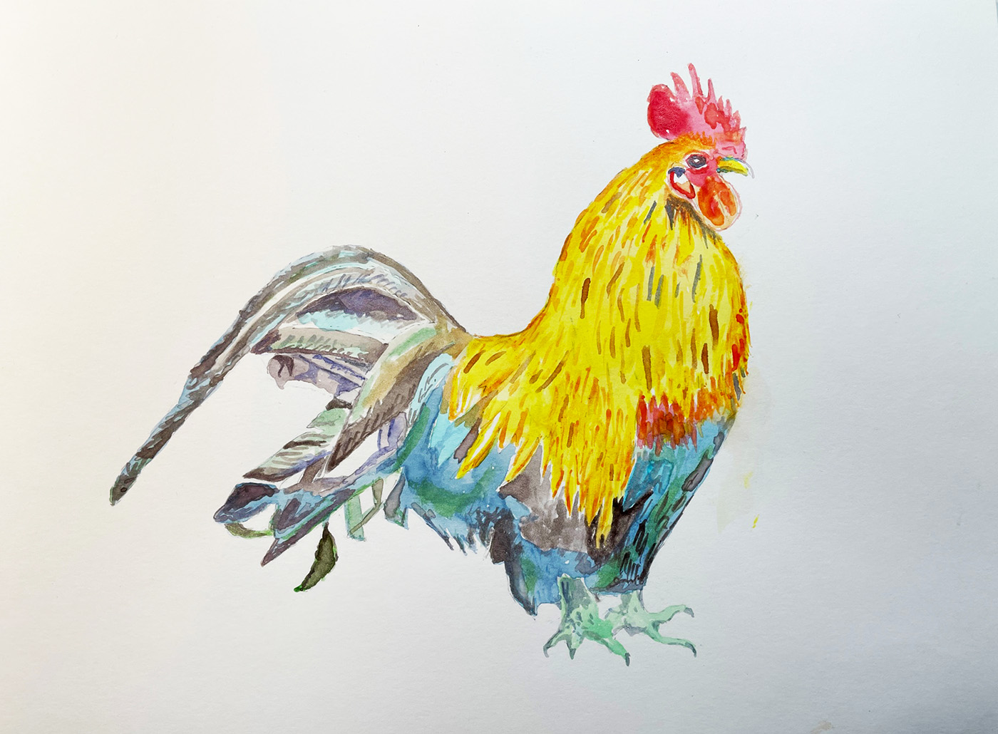 Watercolor paining of a rooster