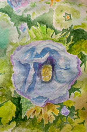 Violet blue flower